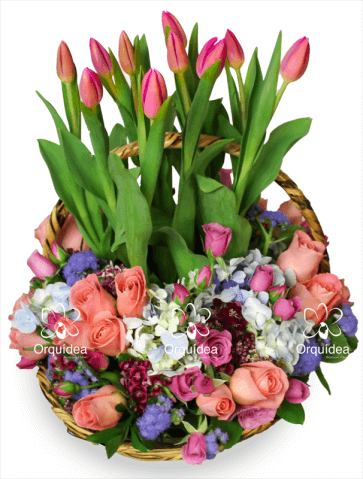 Canasta de Tulipanes Premium